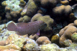 Found this beautiful graysby in Secret Harbor, US Virgin ... by Bj Arnold 